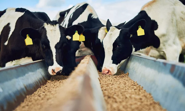 Основные компоненты комбикорма для коров: роль зерновых, белковых и минеральных добавок